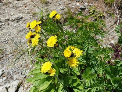 白馬岳の高山植物