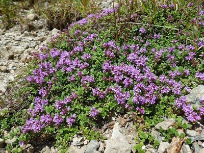 白馬岳の高山植物