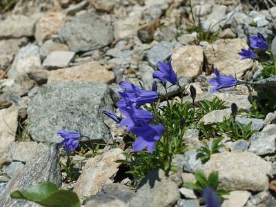 白馬岳の高山植物