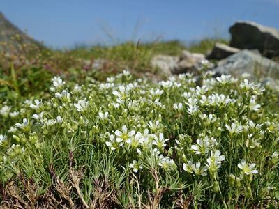 白馬岳の高山植物