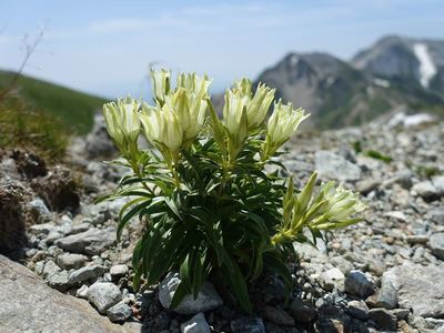 白馬岳の高山植物
