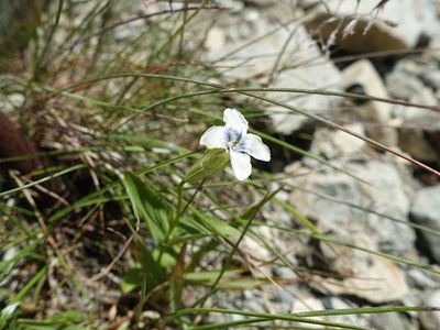 白馬岳の高山植物