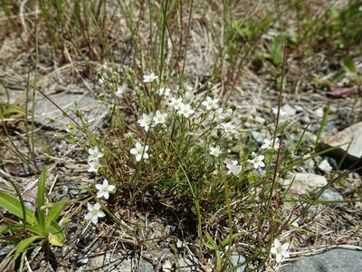 白馬岳の高山植物