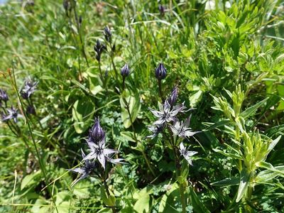白馬岳の高山植物