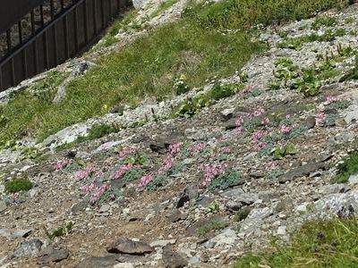 白馬岳へ