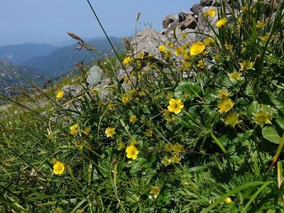 白馬岳の高山植物