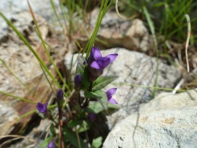 白馬岳の高山植物
