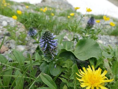 白馬岳の高山植物