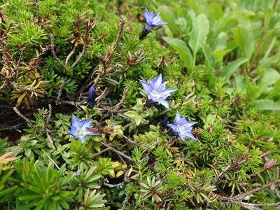 白馬岳の高山植物