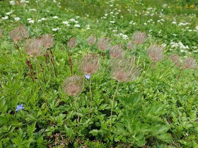 白馬岳の高山植物