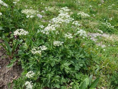 白馬岳の高山植物