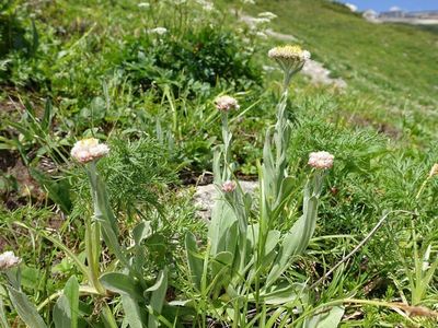 白馬岳の高山植物