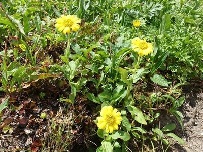 白馬岳の高山植物