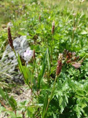白馬岳の高山植物