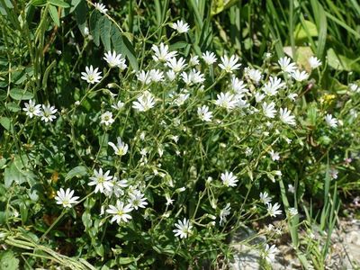 白馬岳の高山植物