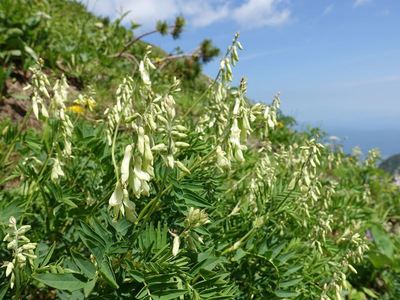 白馬岳の高山植物