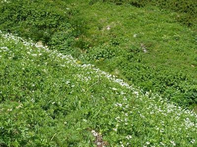 白馬岳の高山植物