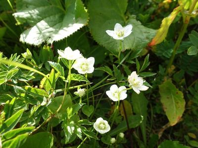 白馬岳の高山植物