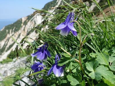 白馬岳の高山植物