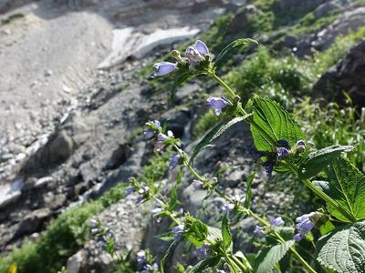 白馬岳の高山植物