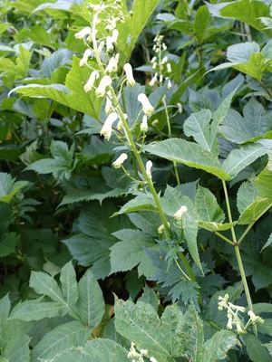白馬岳の高山植物