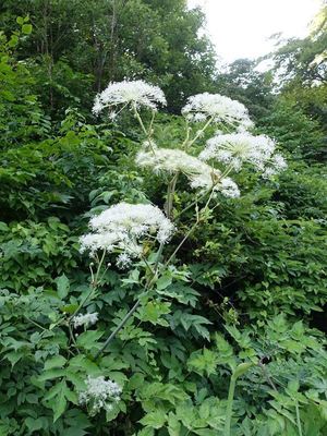 白馬岳の高山植物