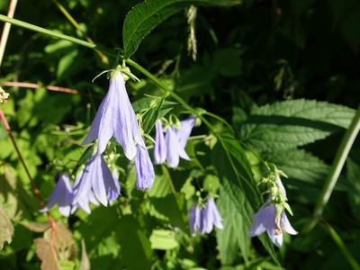白馬岳の高山植物