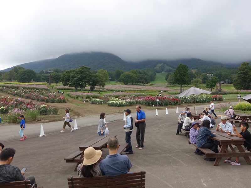 黒姫のコスモス ダリア園 白馬ハイランドホテル スタッフブログ