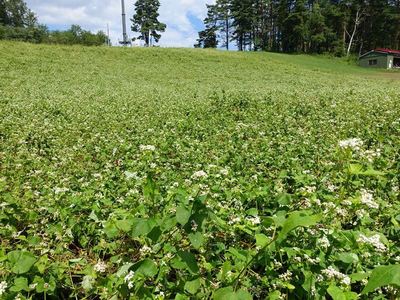 中山高原のそば畑