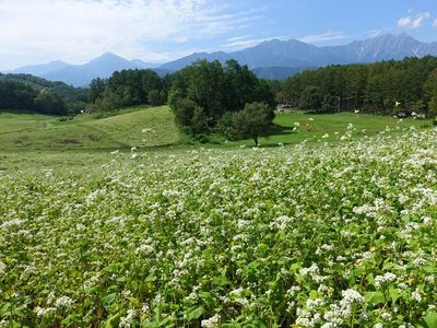 中山高原のそば畑
