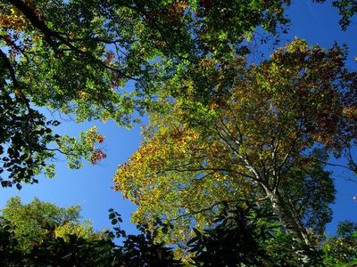 紅葉の小遠見山へ