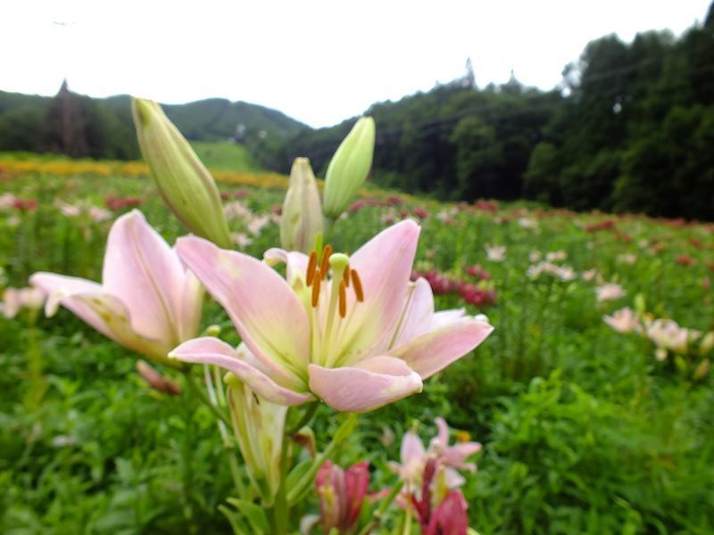 岩岳ゆり園も花盛りを迎えています 山麓部 白馬ハイランドホテル スタッフブログ