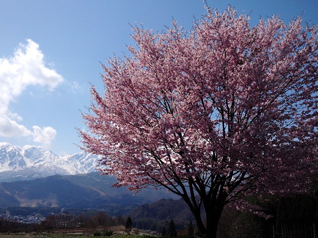 野平の桜もきれいですよ 白馬ハイランドホテル スタッフブログ
