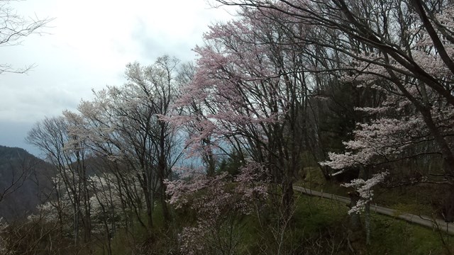 写真はムズカシイ 桜仙峡へ 白馬ハイランドホテル スタッフブログ