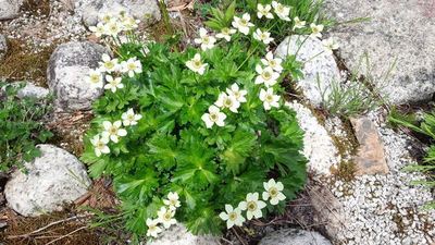 五竜高山植物園の花