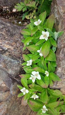 五竜高山植物園の花