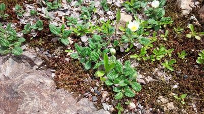 五竜高山植物園の花