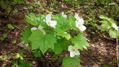 五竜高山植物園の花