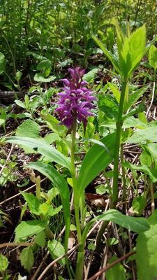 五竜高山植物園の花