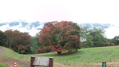 池田の七色大カエデ