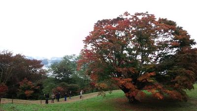 池田の七色大カエデ
