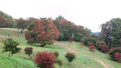 池田の七色大カエデ