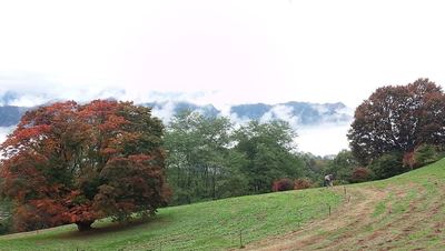 池田の七色大カエデ