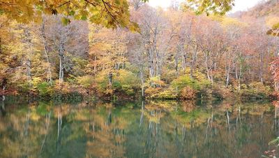小谷村鎌池の紅葉