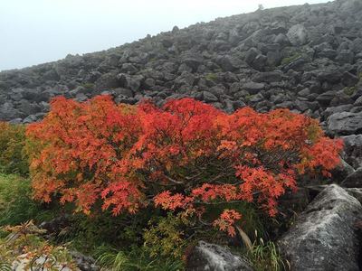白馬大池紅葉!?