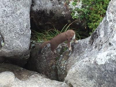 白馬大池で出会った